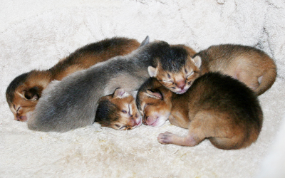 kittens